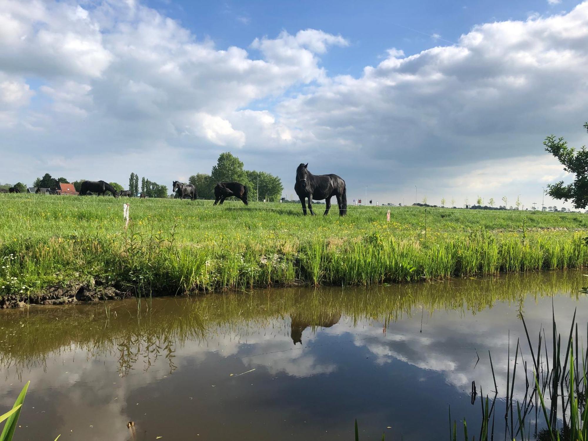 Vakantiehuis In Friesland Voor De Hele Familie Huns Extérieur photo